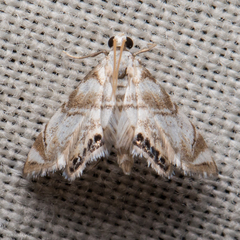 Eoparargyractis plevie