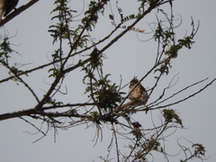 Chondestes grammacus