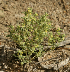 Euphrosyne nevadensis