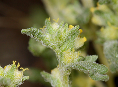 Euphrosyne nevadensis