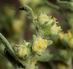 Euphrosyne nevadensis