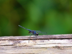 Trithemis festiva