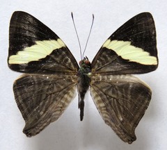 Colobura dirce dirce