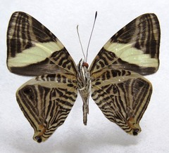 Colobura dirce dirce