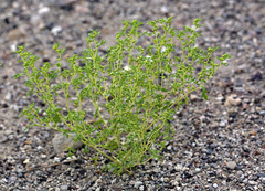 Euphrosyne nevadensis