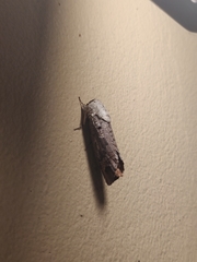 Cossula arpi