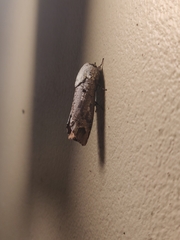 Cossula arpi