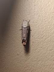Cossula arpi