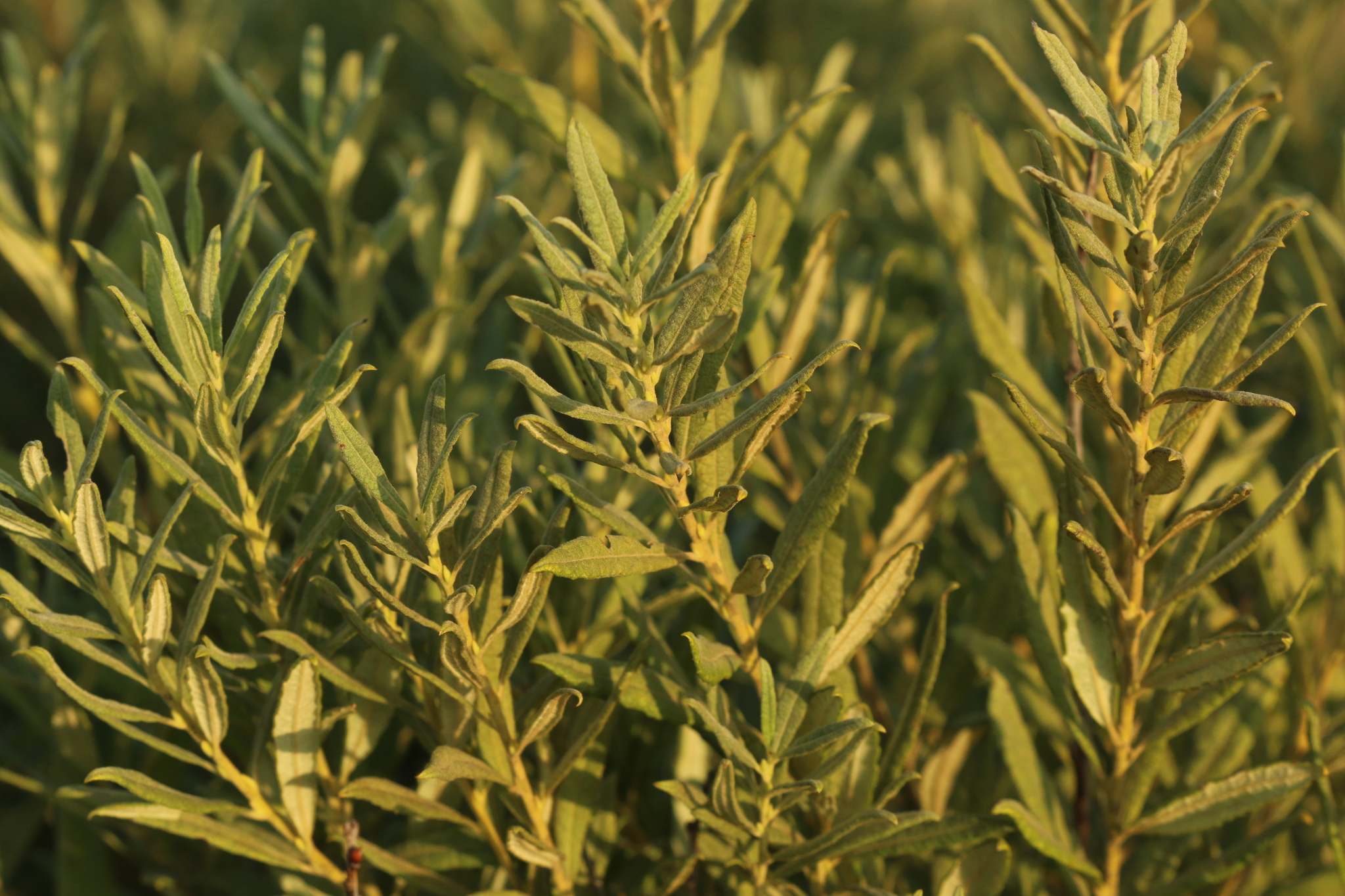 Salix humilis var. tristis