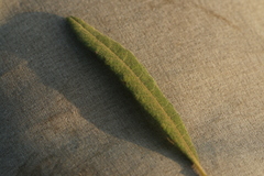 Salix humilis tristis