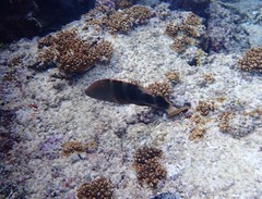 Cheilinus trilobatus