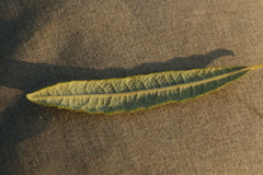 Salix humilis tristis