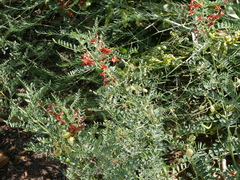 Sphaerophysa salsula