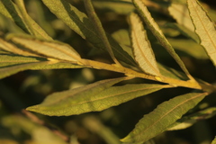 Salix humilis tristis