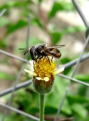 Copestylum limbipenne