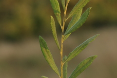 Salix humilis tristis