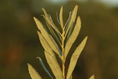 Salix humilis tristis