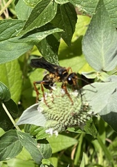 Sphex flavovestitus