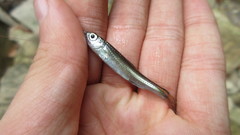 Notropis telescopus