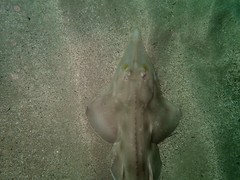 Aptychotrema rostrata