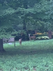 Odocoileus virginianus