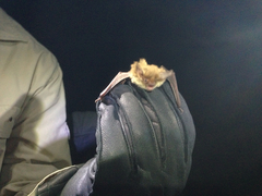 Myotis auriculus