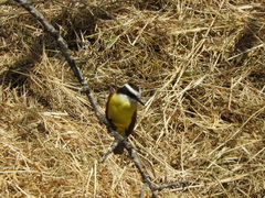 Pitangus sulphuratus
