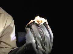 Myotis auriculus