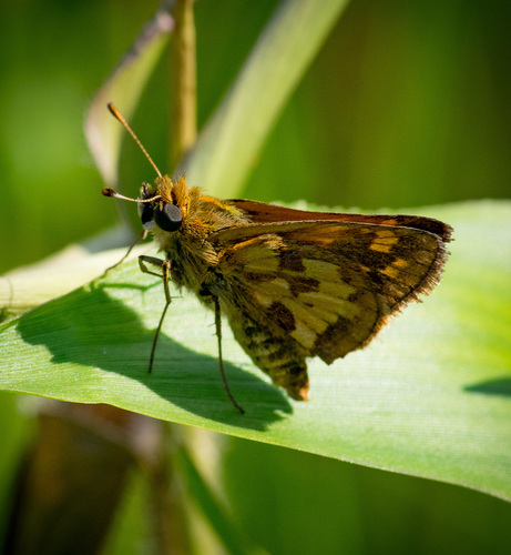 Peck's Skipper, photo 3 of 10