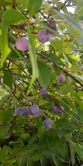 Prunus munsoniana