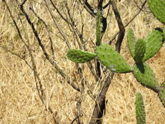 Opuntia