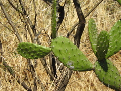 Opuntia