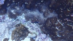 Pomacentrus bankanensis