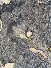 Panaeolus cyanescens