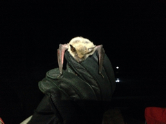 Myotis thysanodes