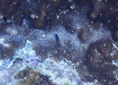 Pomacentrus bankanensis