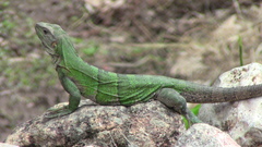 Black Spiny-Tailed Iguana photo 5