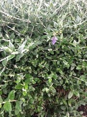 Teucrium fruticans