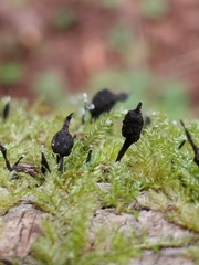 Xylaria apiculata