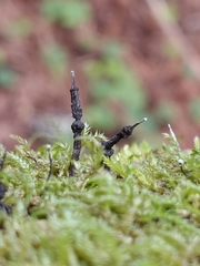 Xylaria apiculata