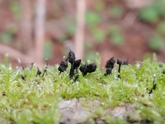Xylaria apiculata