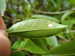 Liriomyza flavolateralis
