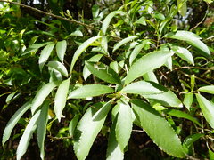 Liriomyza flavolateralis