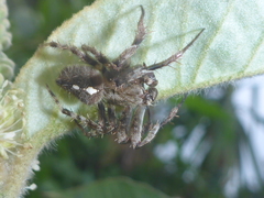 Eriophora