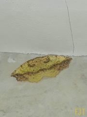 Antepione thisoaria