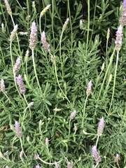 Lavandula