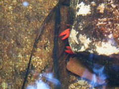 Euastacus