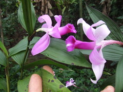 Sobralia decora
