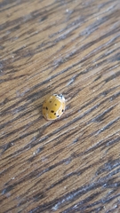 Harmonia axyridis