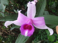 Sobralia decora